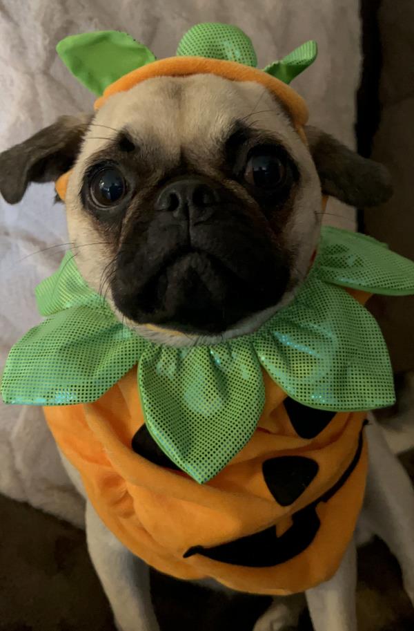 /images/uploads/pug nation rescue of los angeles/pugnation2024/entries/30794.jpg